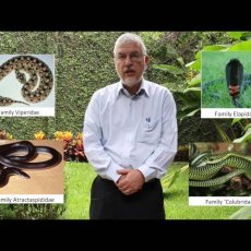 "Antivenenos para mordedura de serpiente en África: Instituto Clodomiro Picado" Dr. José Gutiérrez