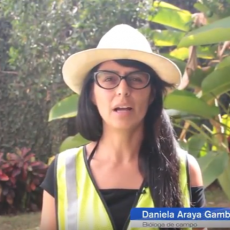 "El impacto vial en la vida silvestre de Costa Rica, caso del felino" Daniela Araya Gamboa
